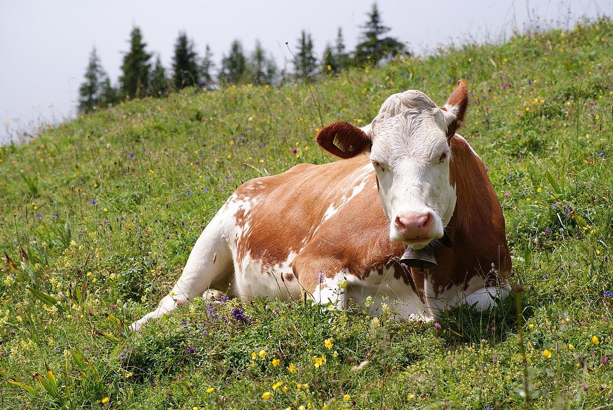Photo of cow resting on a grassy hill with trees in the background.